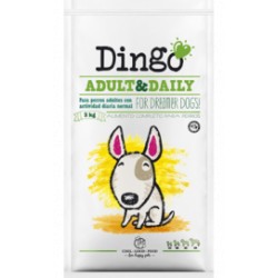 Dingo Adult & Daily